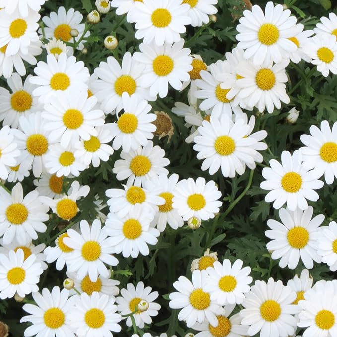 Pyrethrum Daisy Seeds Tanacetum Cinerariifolium, Showy Perennial, Aromatic Drought-Tolerant Cut Flowers for Outdoor Beds, 500 Pcs