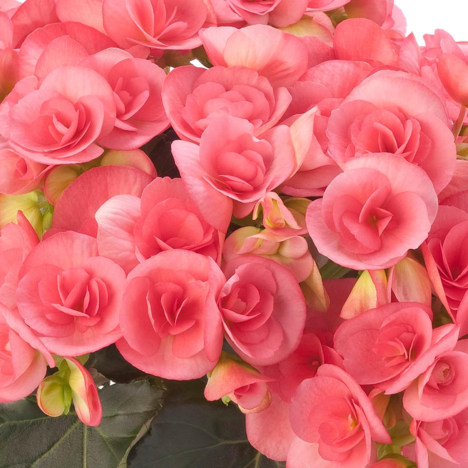 Pink Rieger Begonia Seeds | Popular Houseplant with Showy, Beautiful Flowers & Attractive Foliage | Easy to Care for | Ideal for Garden Beds, Indoor & Outdoor Spaces | 25Pcs Flower Seeds