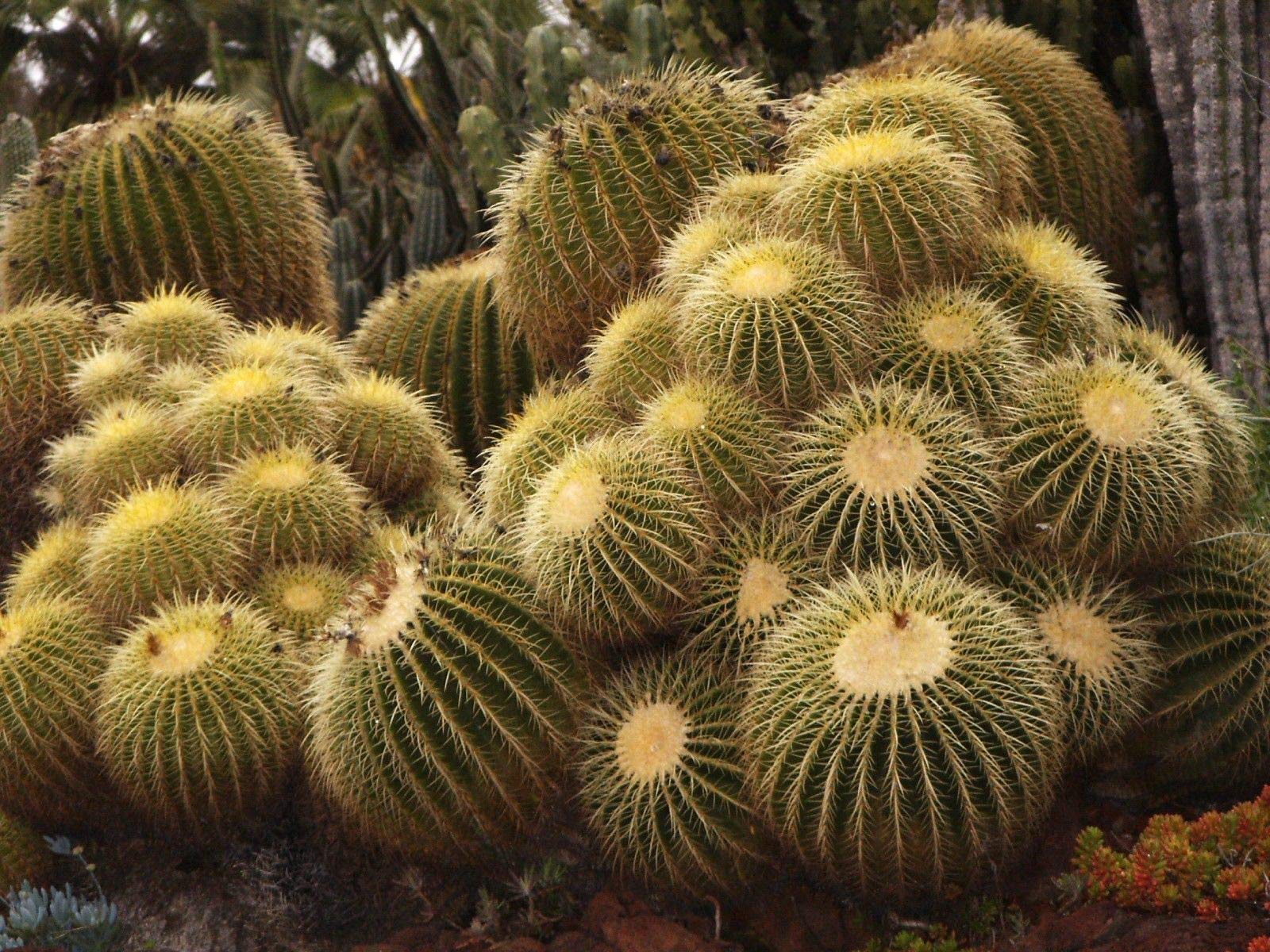 Echinocactus Grusonii Golden Barrel Cactus Seeds for Planting - 100 pcs - Plant Seeds