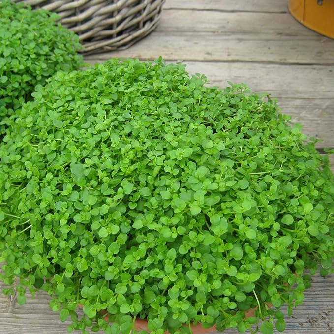 Corsican Mint Seeds Mentha Requienii - Low Growing Perennial Herb, Aromatic Leaves for Culinary Uses, Low Maintenance Borders & Containers - 1000 Seeds