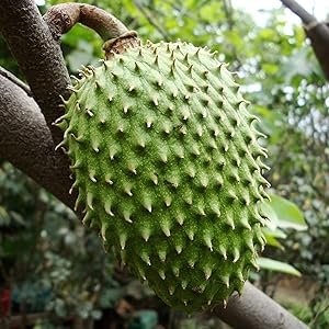 Giant Soursop Seeds Annona Tropical Fruit with Sweet & Tangy Flavor for Culinary & Health Benefits - 35 Pieces