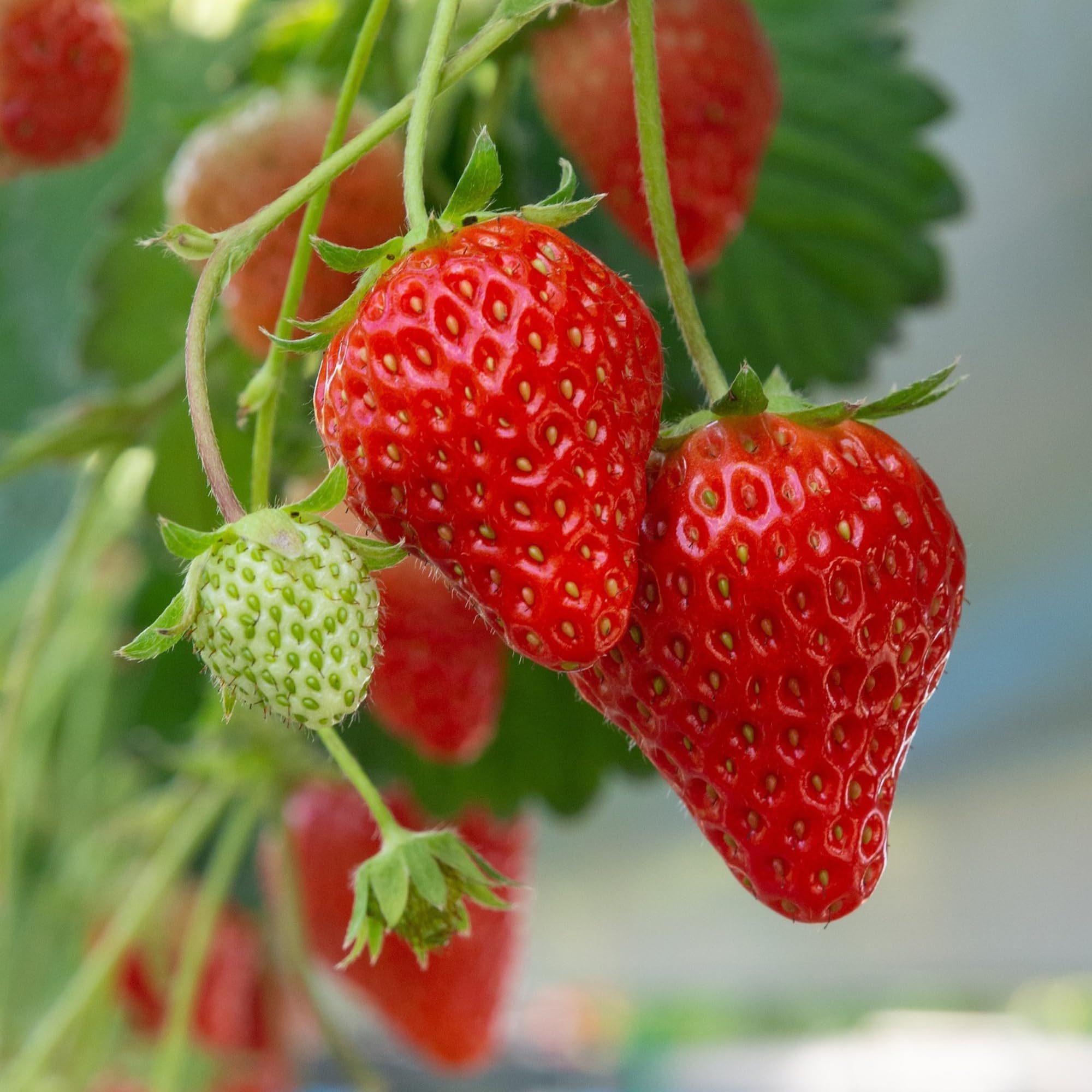 Earliglow Strawberry Seeds for Planting – Sweet, Early Harvest Berries