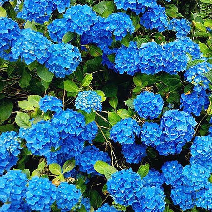 Graines d'Hortensia Bleu - Hydrangea Macrophylla à Grandes Feuilles, Arbuste à Feuilles Caduques Rare et Rustique, Plante de Fleur de Jardin Non OGM