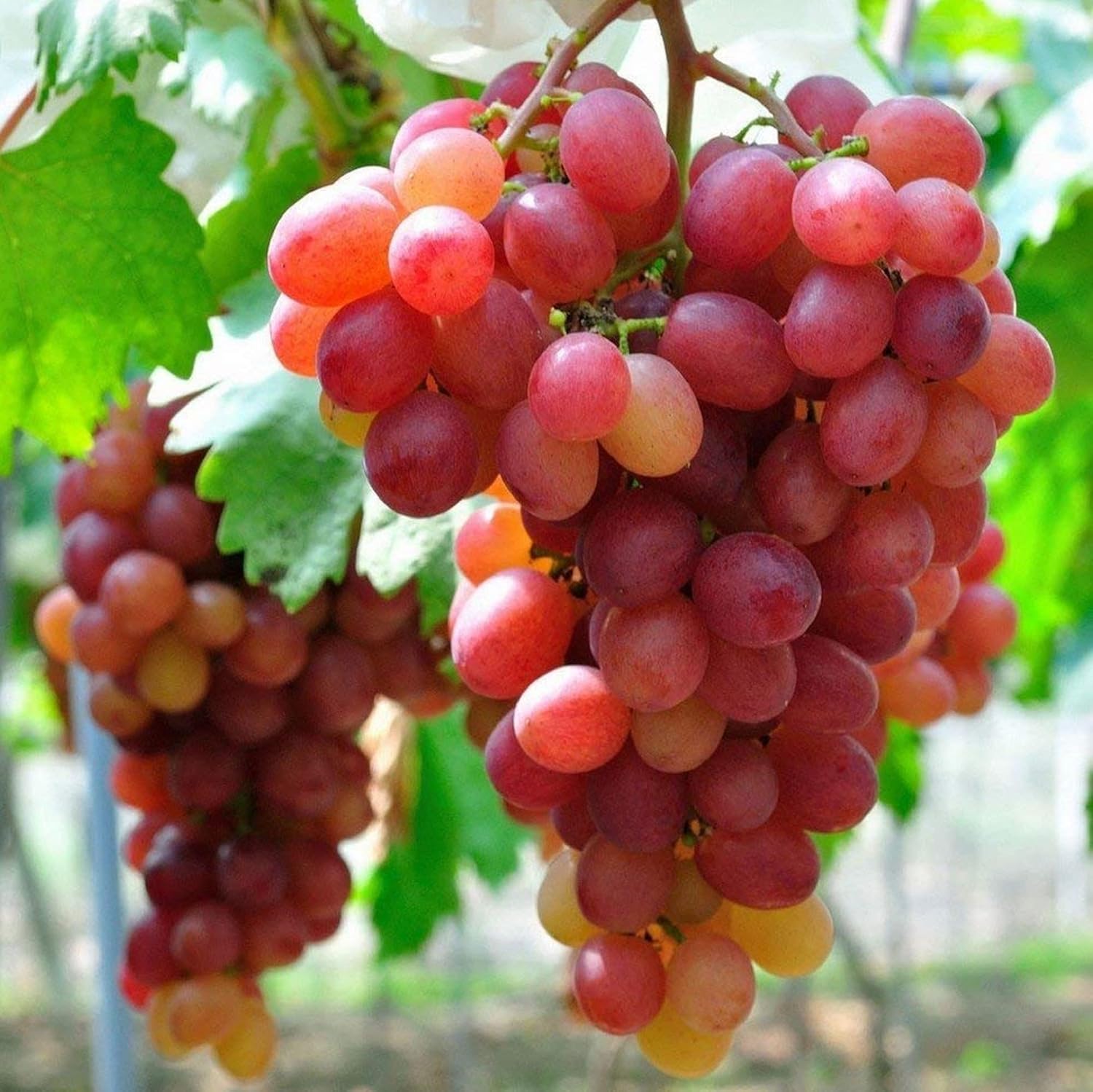 Giant Red Globe Grape Seeds – Largest Variety with Juicy, Flavorful Fruits – 20 Pcs