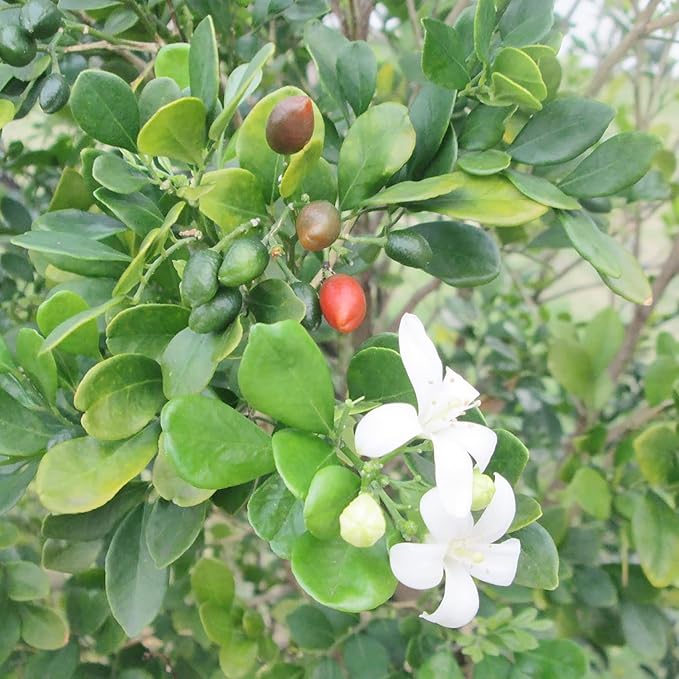 Murraya Paniculata Seeds - Orange Jessamine Evergreen Fragrant Shrub for Low Maintenance Hedges, Screens & Patio Containers - 30 Pcs