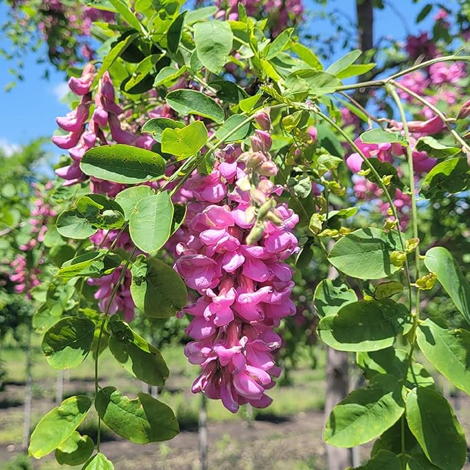 Purple Black Locust Seeds - Deciduous Ornamental Tree with Fragrant Flowers, Drought Tolerant, Attracts Pollinators - 100 Pcs