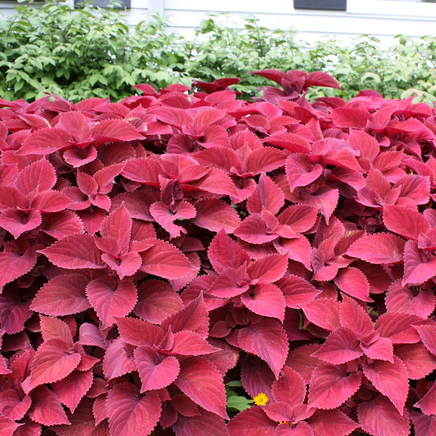 Graines de Coleus Redhead | Herbe à feuilles persistantes nécessitant peu d'entretien | Feuillage rouge éclatant pour plates-bandes, bordures et conteneurs | 100 graines de jardin d'extérieur