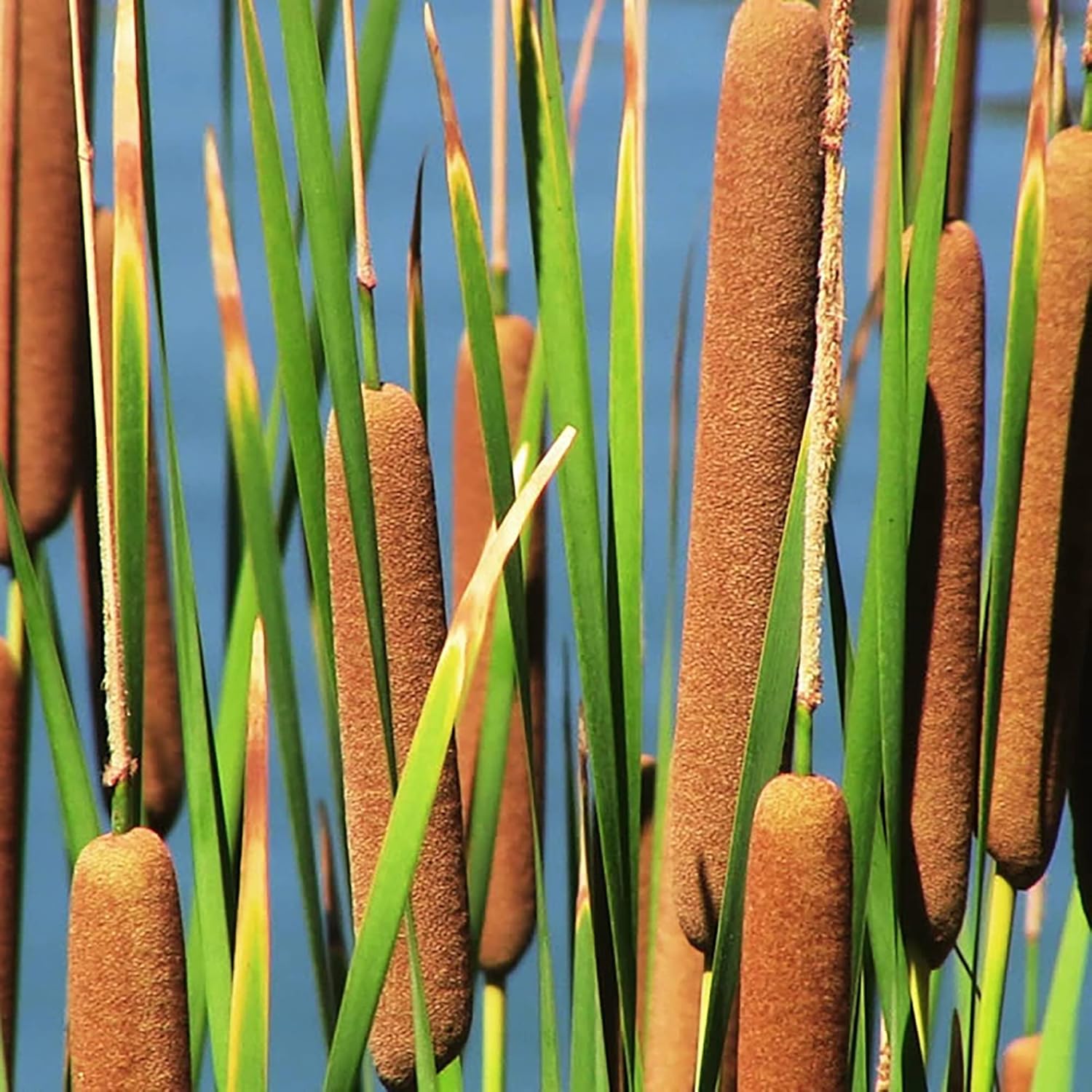 Graines de quenouille (Typha Latifolia) Quenouille à feuilles larges Plante vivace à croissance rapide pour étangs