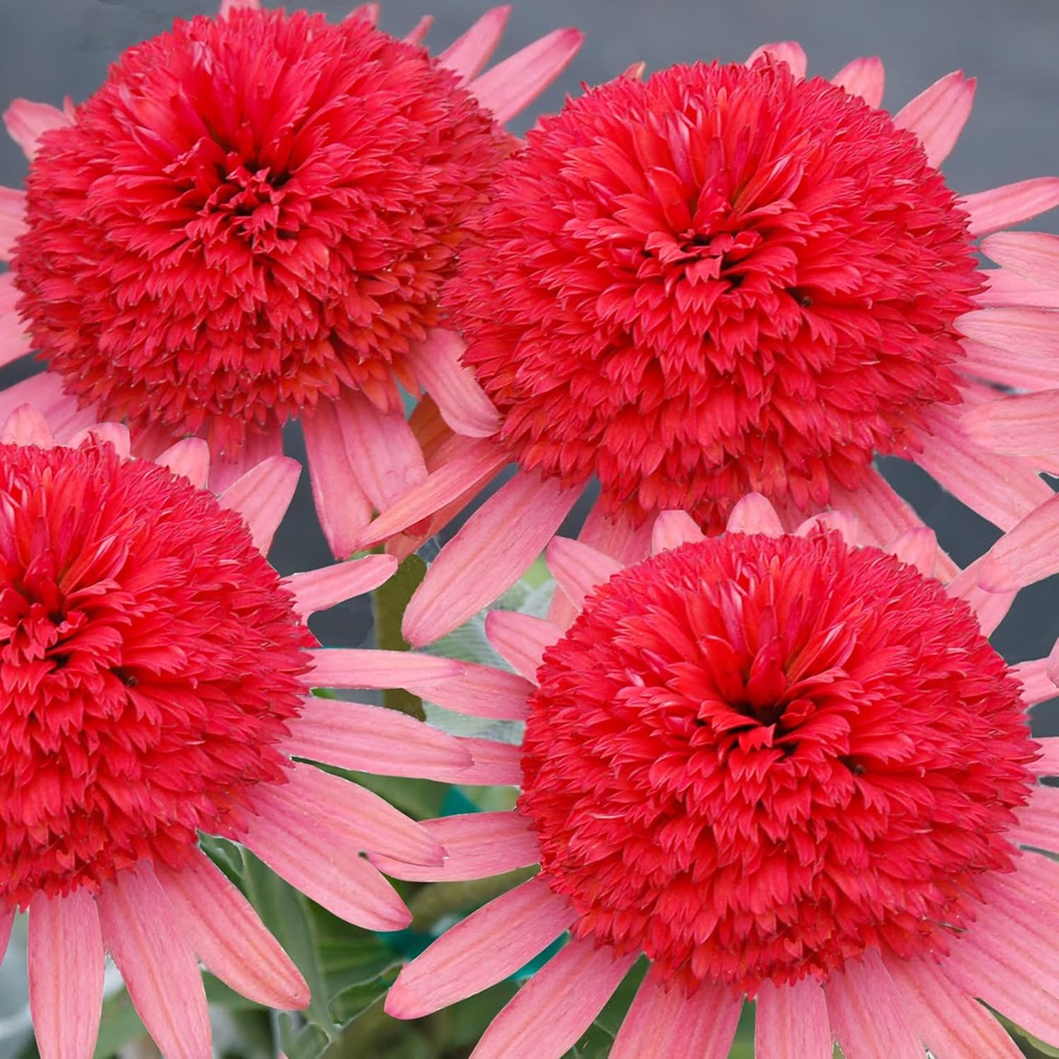 Echinacea „Secret Passion“-Samen | Mehrjährige, dekorative Blumensamen | Duftende Blüten, die Schmetterlinge und Bienen anlocken | Ideal für Gartenbeete und -rabatten | Bepflanzung im Freien | 5 Stück