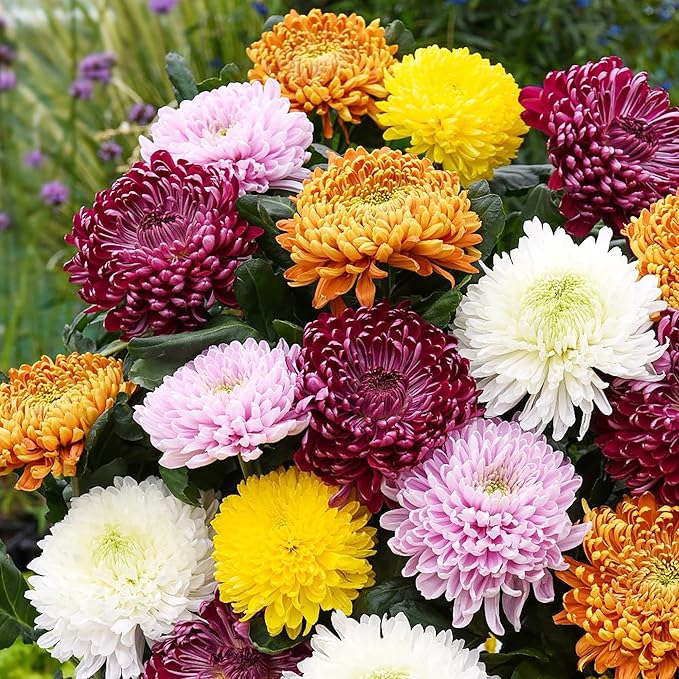 Chrysanthemum Seeds - Colorful & Diverse Flowers | Popular Ornamental Plants for Vibrant Blooms in Gardens, Landscapes & Floral Arrangements  Flower Seeds 100 Pcs