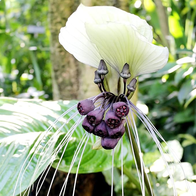 White Batflower Tacca Integrifolia Seeds Tropical Ornamental Indoor Plant, GMO-Free, 5 Pcs