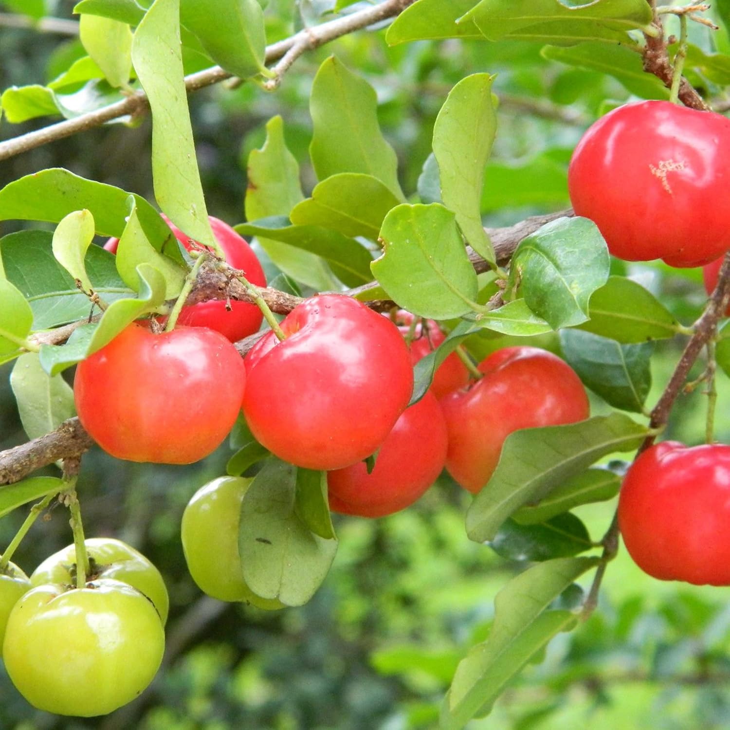 Barbados Cherry Seeds Acerola, Malpighia Emarginata Tropical Fruit Rich in Vitamin C & A for Juices Culinary 10Pcs Fruit Seeds