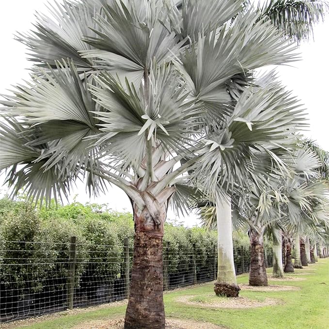 Bismarck Palm Seeds - Bismarckia Nobilis, Low Maintenance & Drought Tolerant, 20 Pcs Tree Seeds