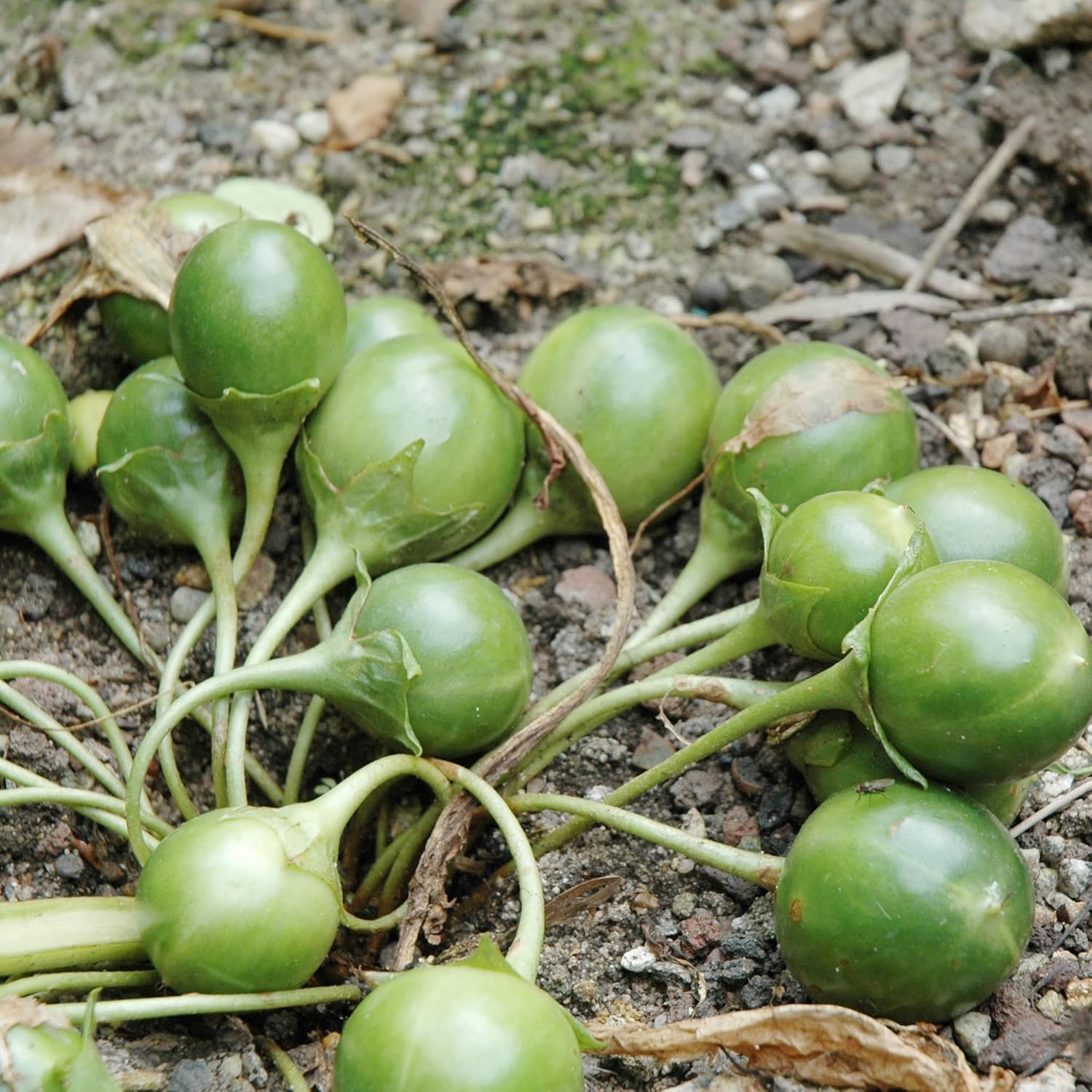 Mandragora Officinarum Samen, mehrjähriges Kraut für Obst und Beeren, ideal für Innenhöfe und Gärten im Freien, gentechnikfrei, 20 Stück