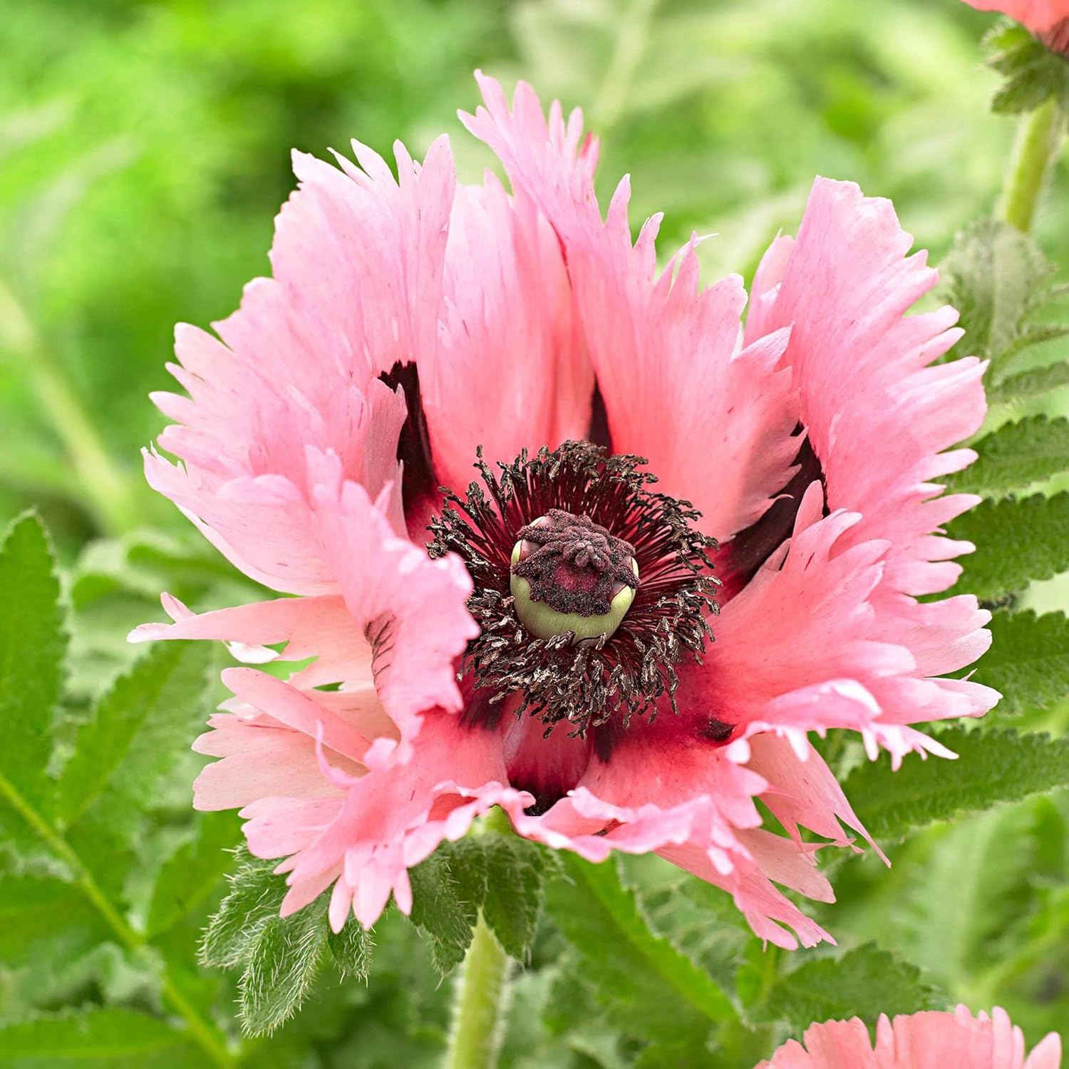 Pink Oriental Poppy Seeds - Herbaceous Perennial, Large Bright Blooms, Drought Tolerant & Pollinator-Friendly - 5 Pcs