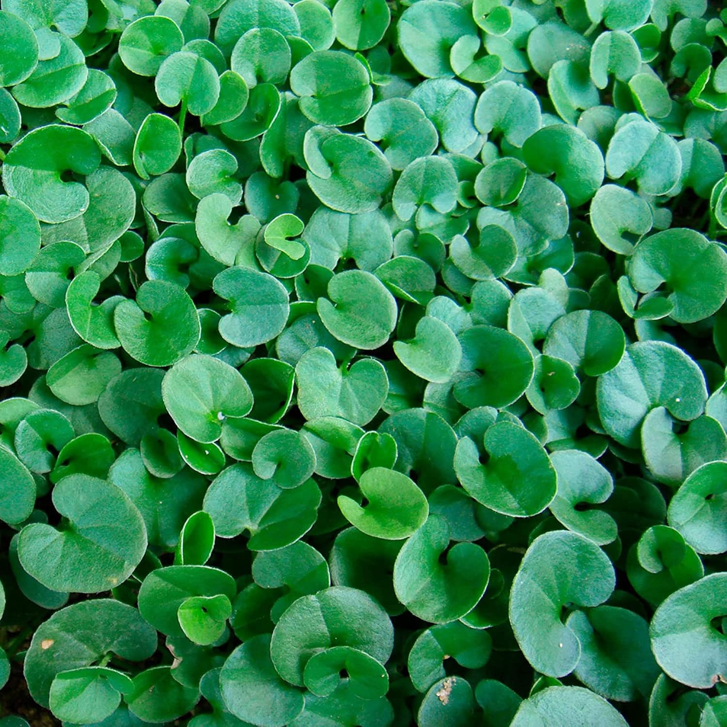 Graines de Dichondra Repens - Substitut de pelouse couvre-sol vivace - 100 graines d'herbes 