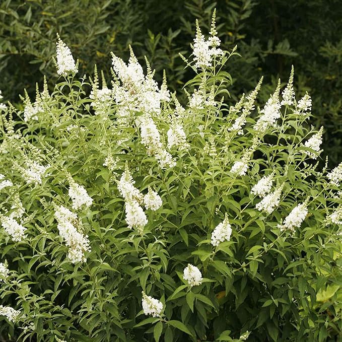 Weißer Schmetterlingsstrauch Samen, Buddleia Davidii mehrjähriger Strauch, zieht Schmetterlinge an, geringer Pflegeaufwand, wächst schnell, für Terrassenbeet im Freien – 50 Stück