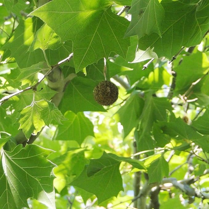 Sycamore Tree Seeds for Planting, Fast Growing and Hardy