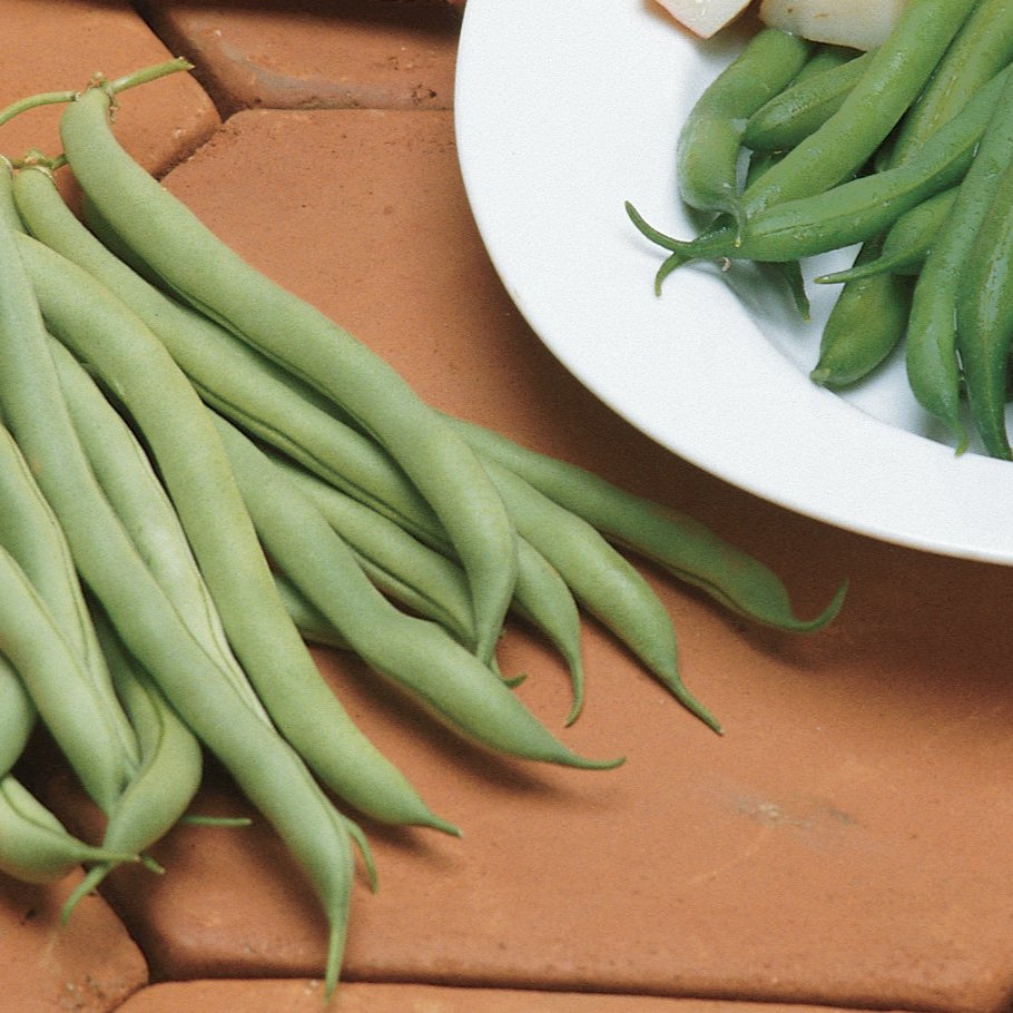 "White Half Runner Green Bean Seeds, Planting - 100 pcs" - Vegetable Seeds