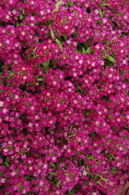 "Alyssum Wonderland Deep Rose Flower Seeds, Planting - 100 pcs" - Flower seeds