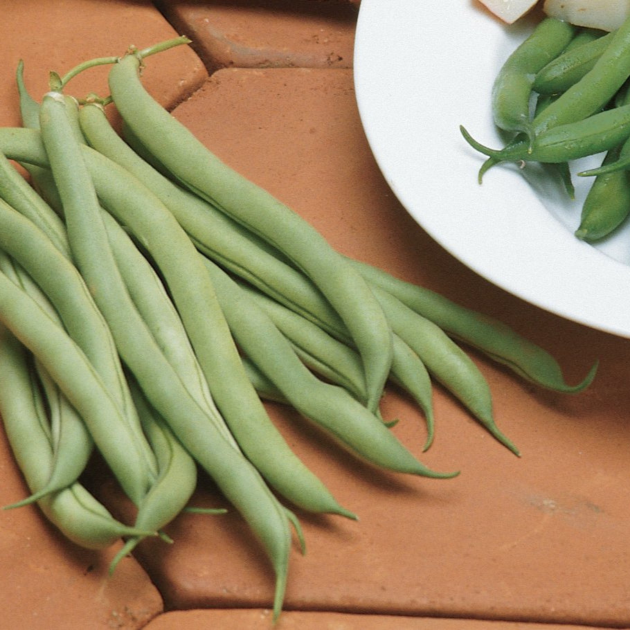 "White Half Runner Green Bean Seeds, Planting - 100 pcs" - Vegetable Seeds