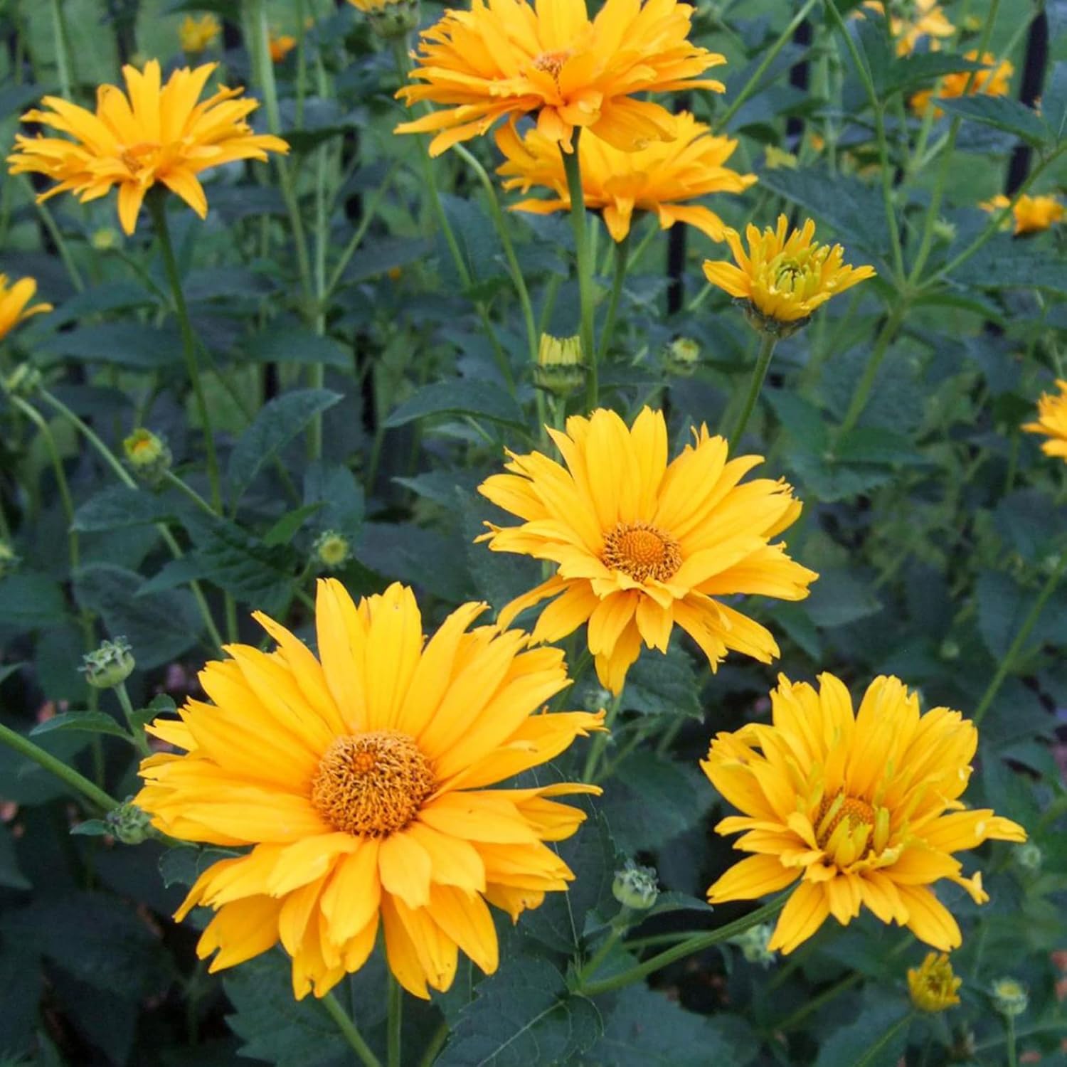 Falsche Sonnenblumensamen (Heliopsis Helianthoides) | Mehrjährig, winterhart, hitze- und trockenheitsresistent | Lebendige Schnittblumen für Terrasse, Kübel und Gartenbeet | 50 Blumensamen