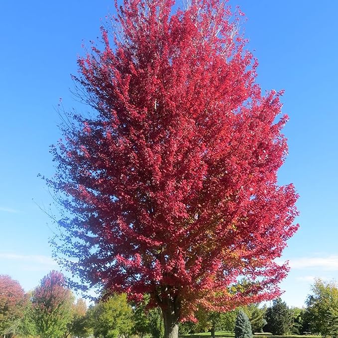 Autumn Blaze Maple Tree Seeds - Freeman Maple, Fast-Growing, Drought-Tolerant, Low Maintenance for Patio & Borders - 60 Pcs