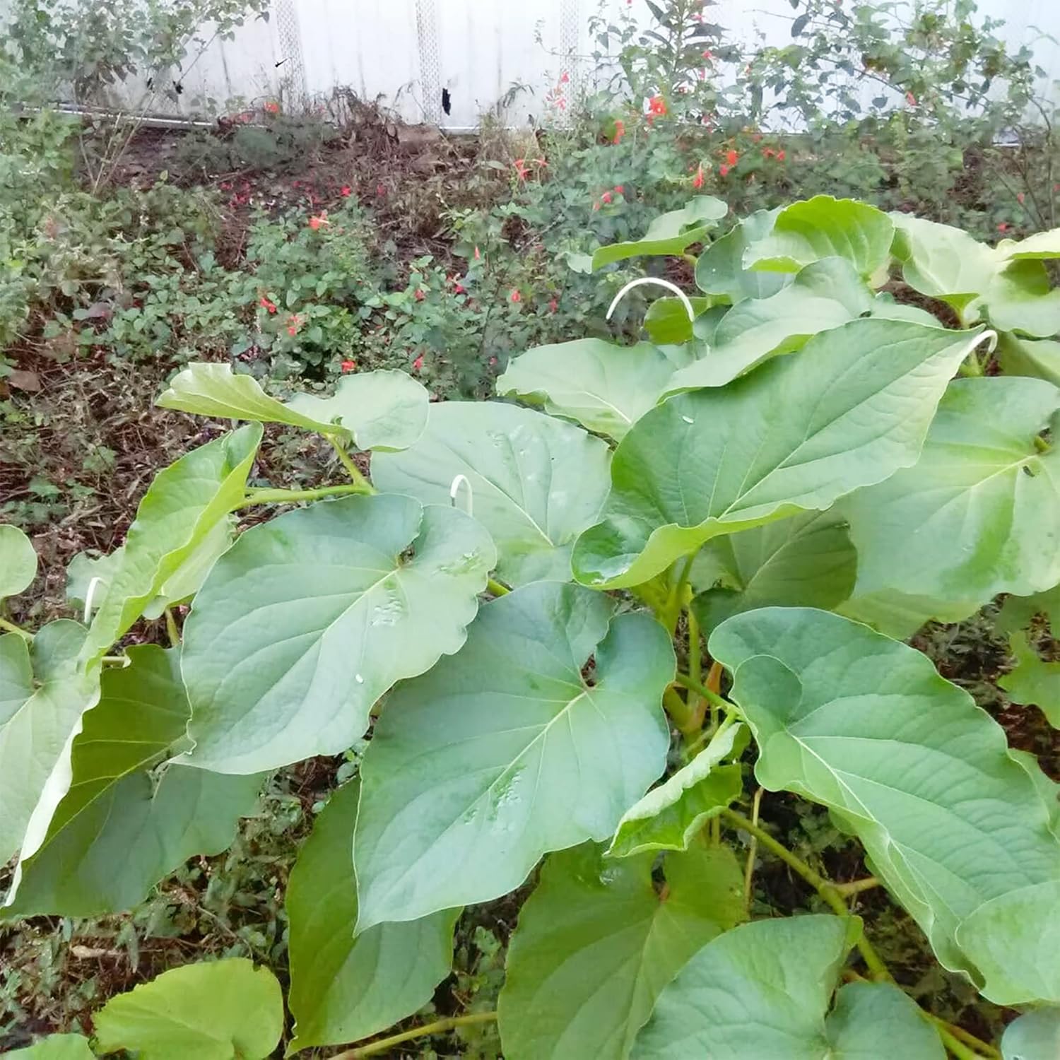 Piper Auritum Seeds Mexican Pepperleaf, Root Beer Plant - Tropical Climbing Perennial for Borders, Beds, Patio & Containers - 20 Pcs