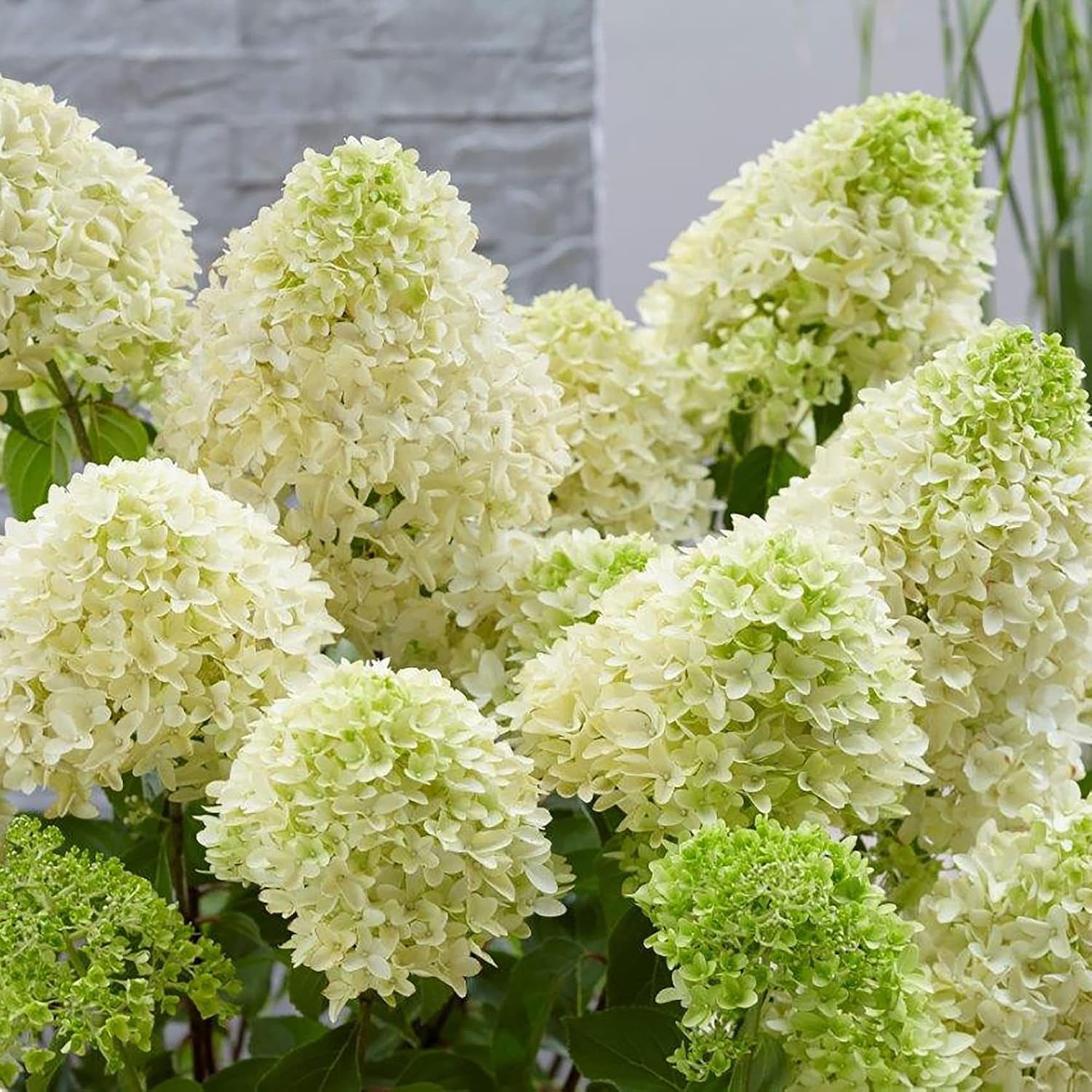 Hydrangea Paniculata Seeds - Peegee Hydrangea, Fast Growing, Attracts Pollinators, Perfect for Beds, Borders, Patio, Outdoor - 50Pcs Flowering Shrub Seeds