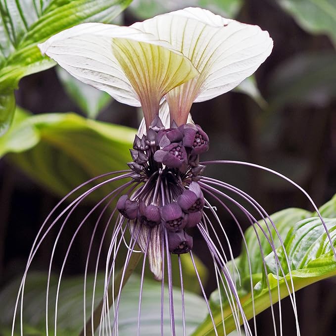 Graines de fleur de chauve-souris blanche Tacca Integrifolia, plante ornementale tropicale d'intérieur, sans OGM, 5 pièces