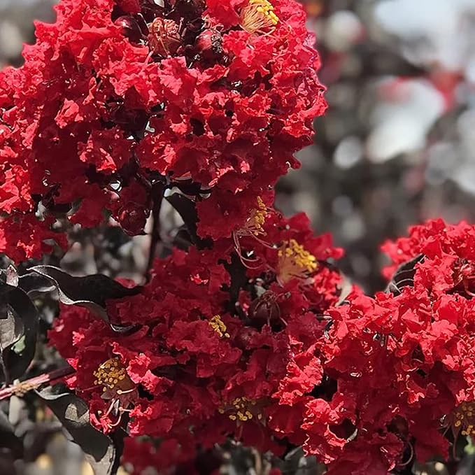 Red Crepe Myrtle Seeds - Lagerstroemia Indica Deciduous Flowering Tree or Shrub for Hedge & Screen - 35 Pcs