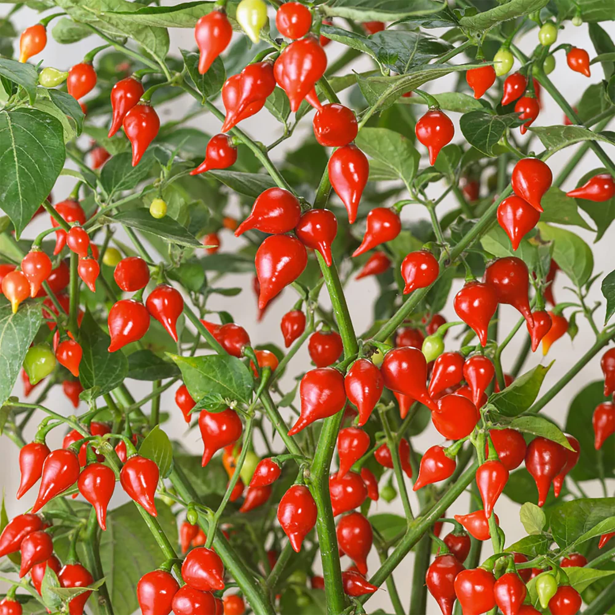 Sweety Drops Pepper Seeds for Planting - 100 pcs - Vegetable Seeds