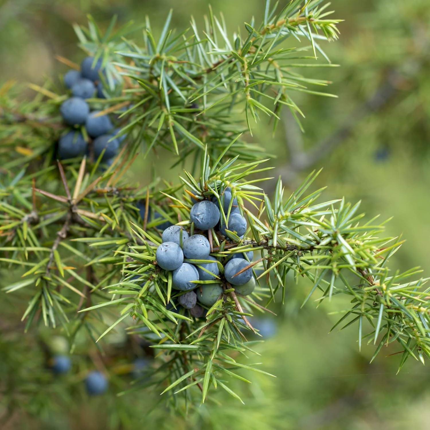 Wacholdersamen Juniperus Communis zum Anpflanzen, als Sichtschutz, für immergrüne Rabatte, wächst schnell