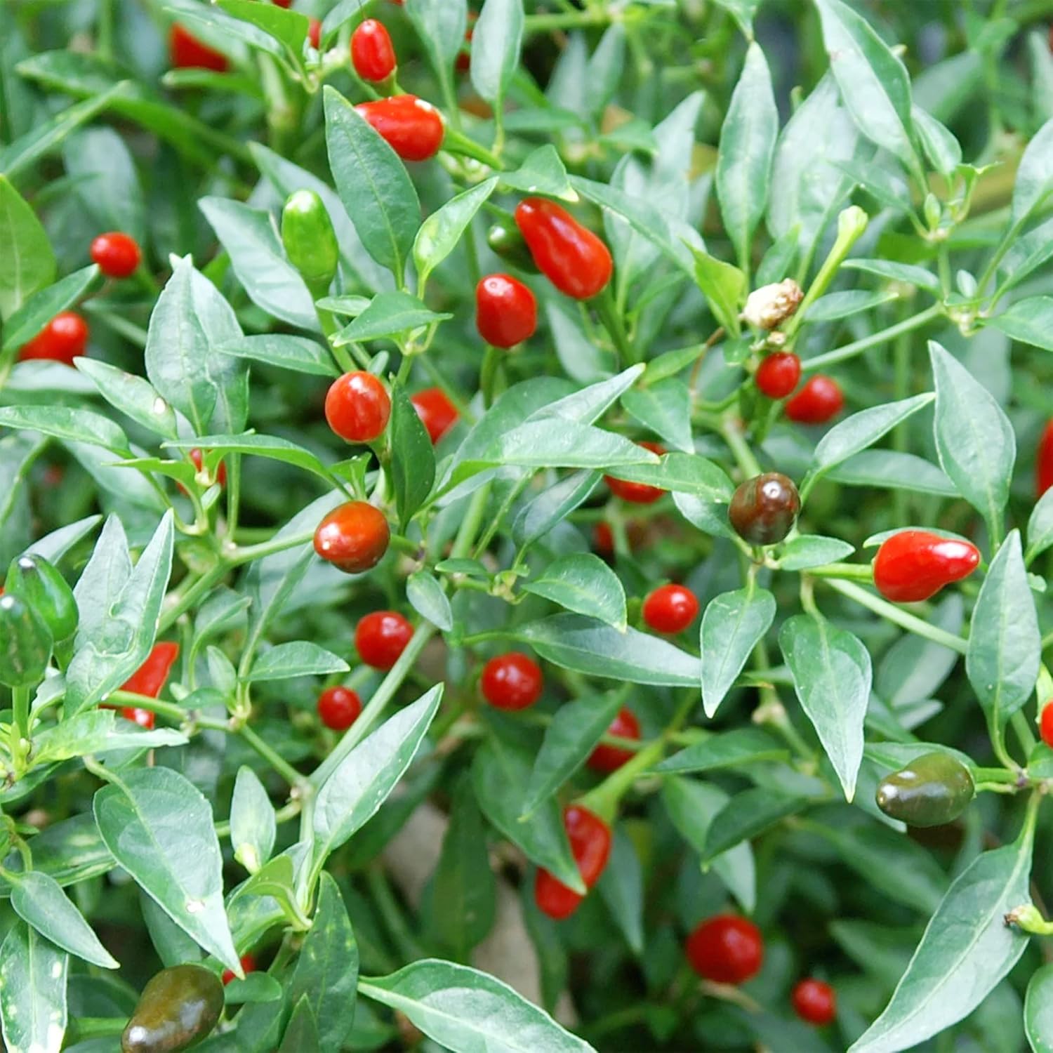 Thai Bird's Eye Chili Pepper Seeds - Fast-Growing, GMO-Free for Outdoor Vegetable Gardens - 100 Pcs