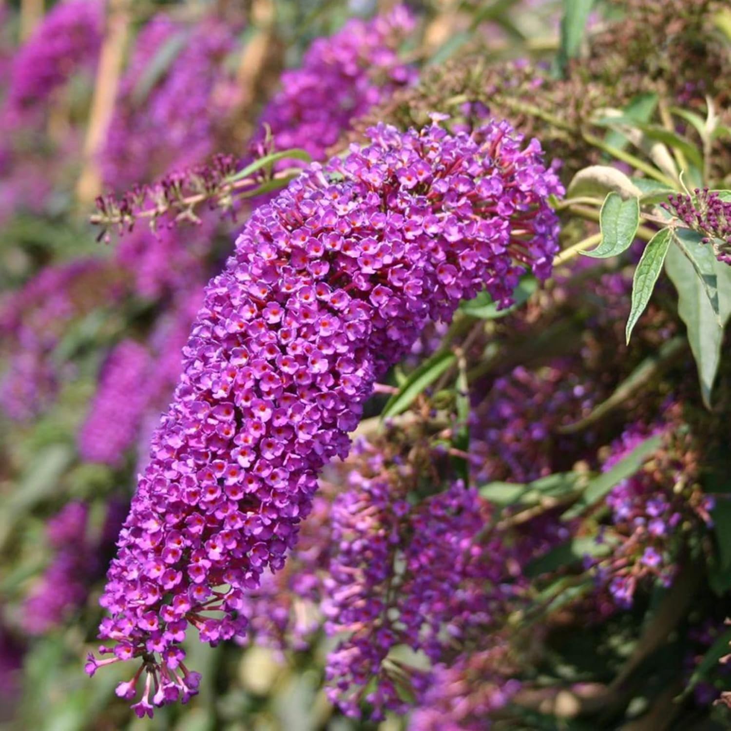 Purple Butterfly Bush Seeds Buddleia Davidii Fragrant Fast Growing Shrub Attracts Butterflies Low Maintenance Drought Tolerant Garden Bed Outdoor 50Pcs Flower Seeds