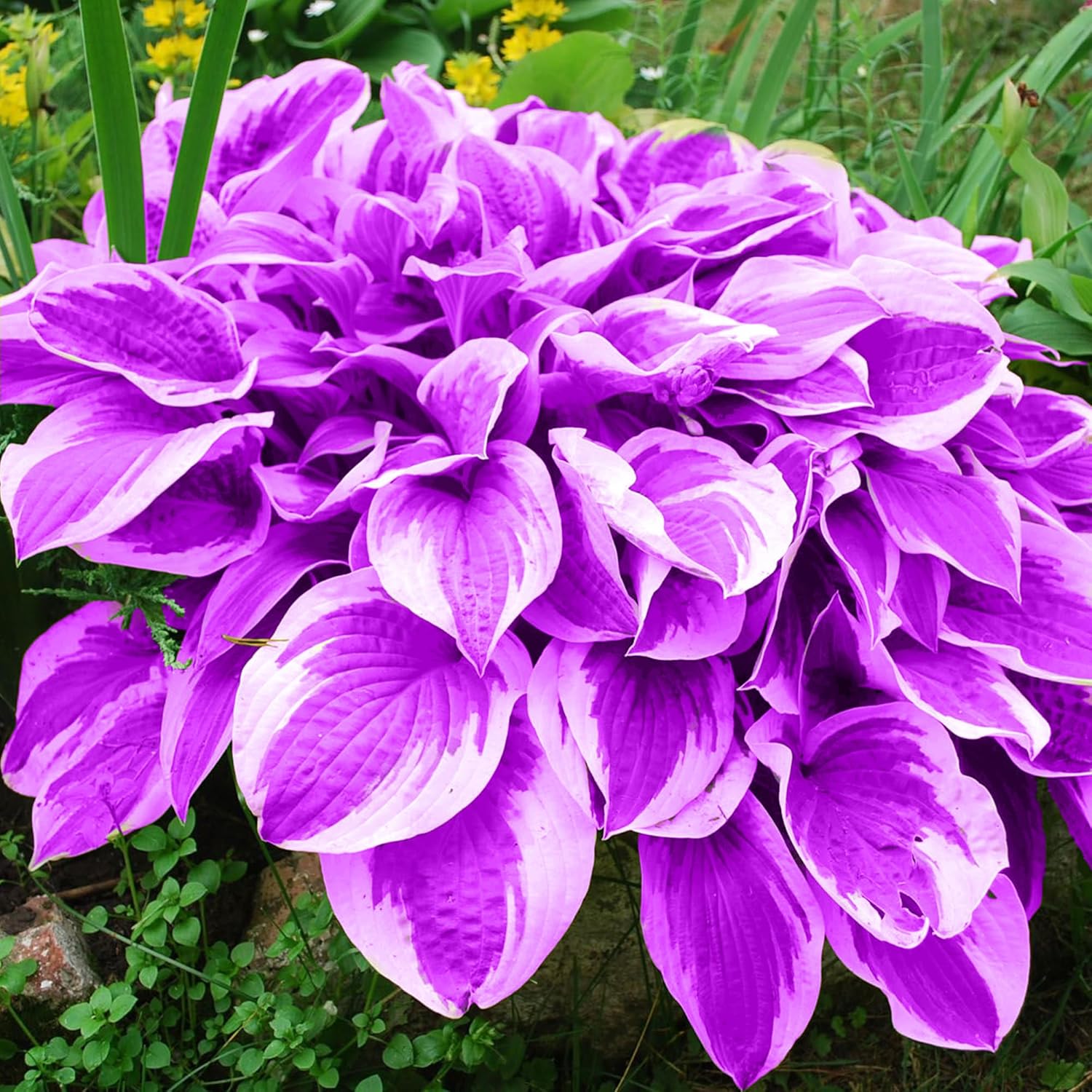 Purple Hosta Seeds - Perennial Hosta Plants for Outdoor Gardens - Low Maintenance & Easy to Grow