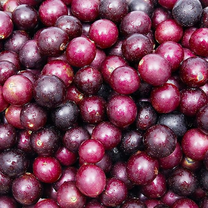 Muscadine Grape Seeds - Climbing Vine Perennial, Fast Growing, Sweet & Tasty, Rich in Vitamins for Arbors, Pergolas, Trellises | 20Pcs Fruit Seeds