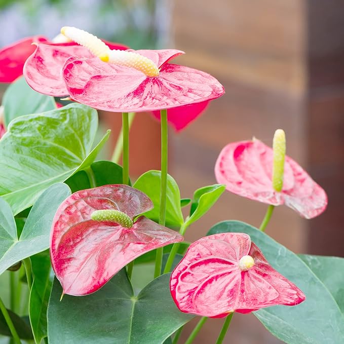 Anthurium Flamingo Flower Seeds - Perennial, Evergreen, Low Maintenance, Showy Cut Flowers for Indoor & Outdoor Containers - 100