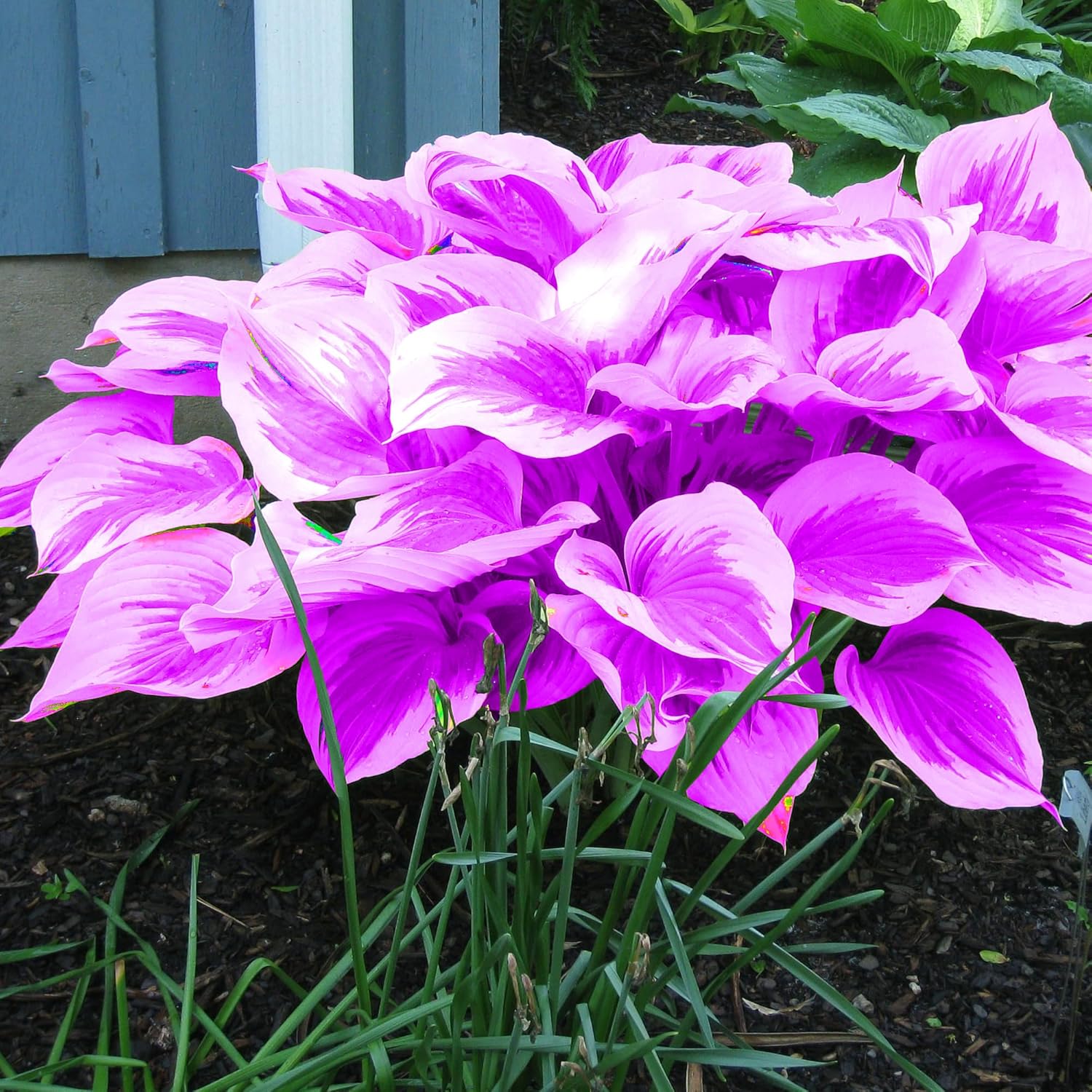 Purple Hosta Seeds - Perennial Hosta Plants for Outdoor Gardens - Low Maintenance & Easy to Grow