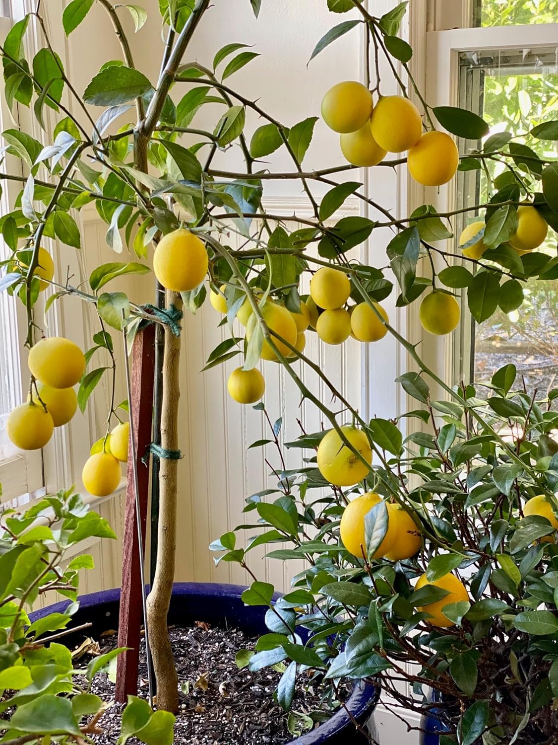 Primofiori Lemon Seeds for Planting – Grow Juicy Citrus Trees at Home