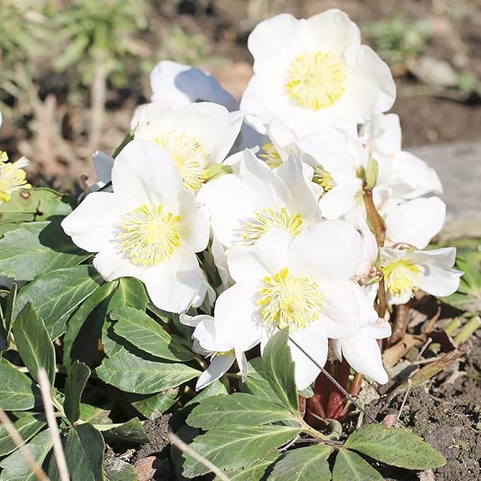 Graines de roses de Noël (Helleborus Niger) Plante vivace sans OGM, résistante aux cerfs et aux lapins, bordures et plates-bandes extérieures - 20 graines de fleurs