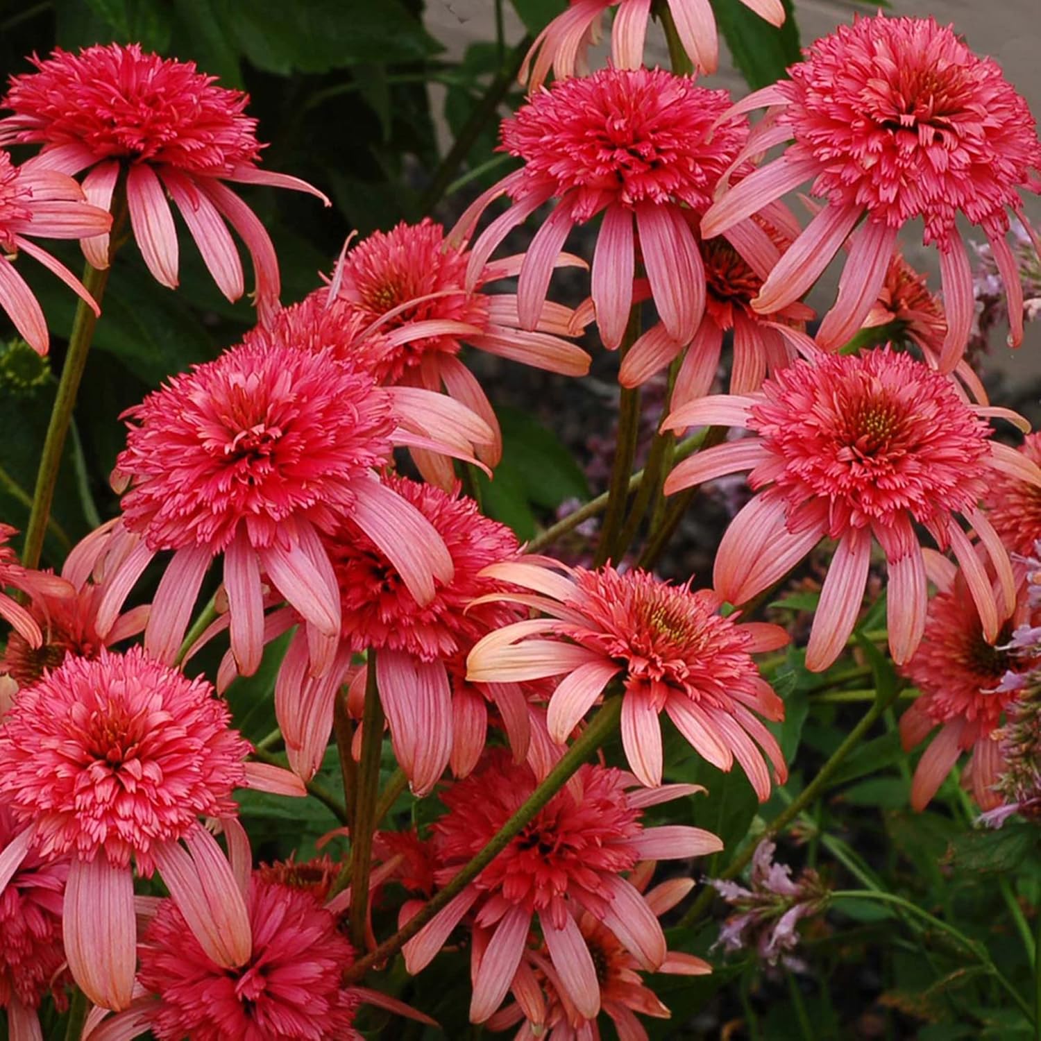 Echinacea „Secret Passion“-Samen | Mehrjährige, dekorative Blumensamen | Duftende Blüten, die Schmetterlinge und Bienen anlocken | Ideal für Gartenbeete und -rabatten | Bepflanzung im Freien | 5 Stück