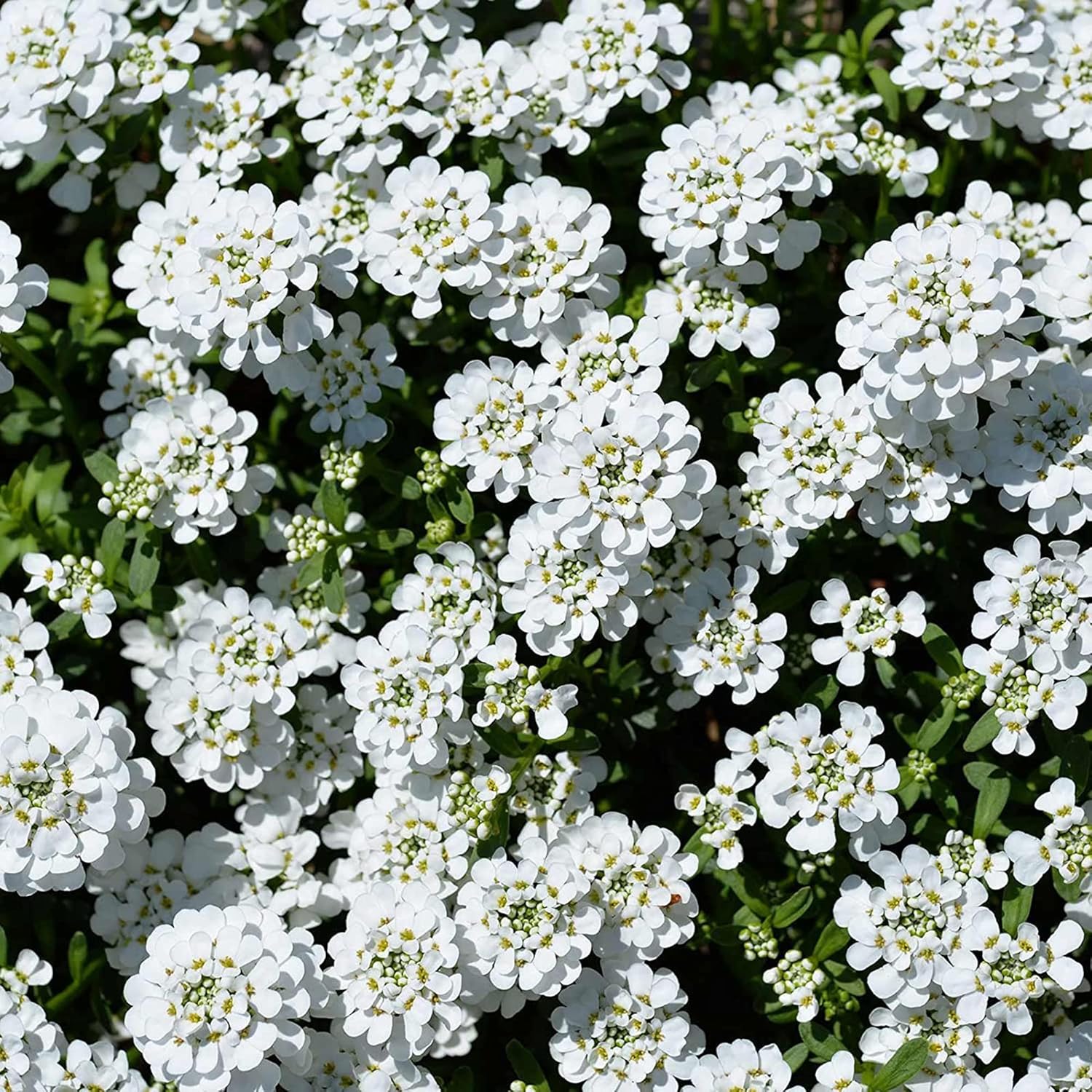 Candytuft Seeds Iberis Sempervirens - Low Growing Evergreen Perennial, Fragrant Ground Cover Border - 20 Pcs