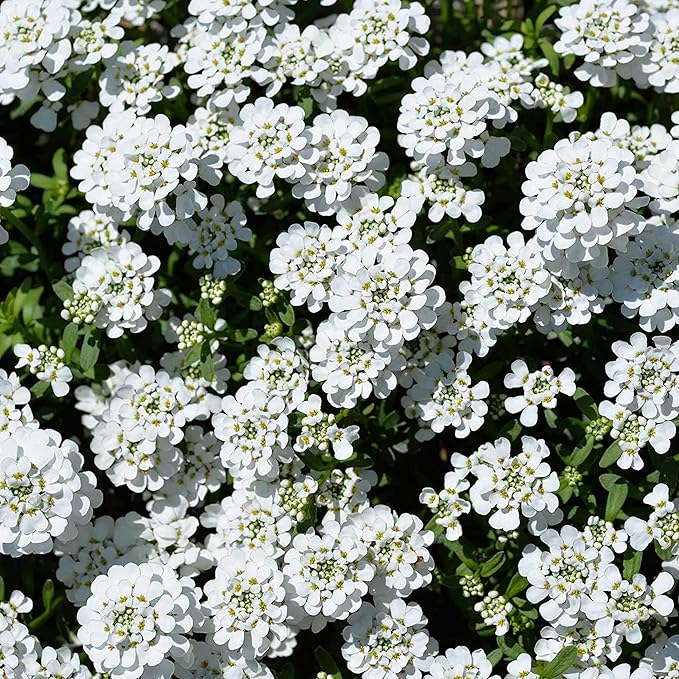 Candytuft Seeds – Iberis Sempervirens, Low-Growing Evergreen Perennial, Fragrant Ground Cover for Borders – 20Pcs Flower Seeds