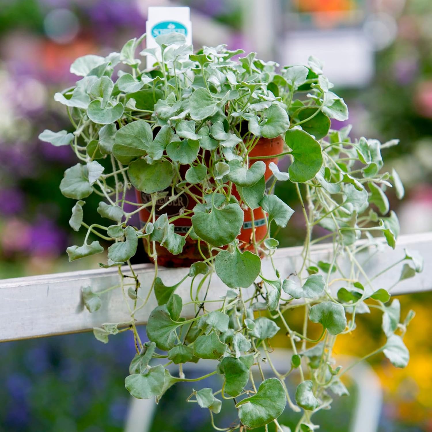 Graines de Dichondra Repens - Substitut de pelouse couvre-sol vivace - 100 graines d'herbes 