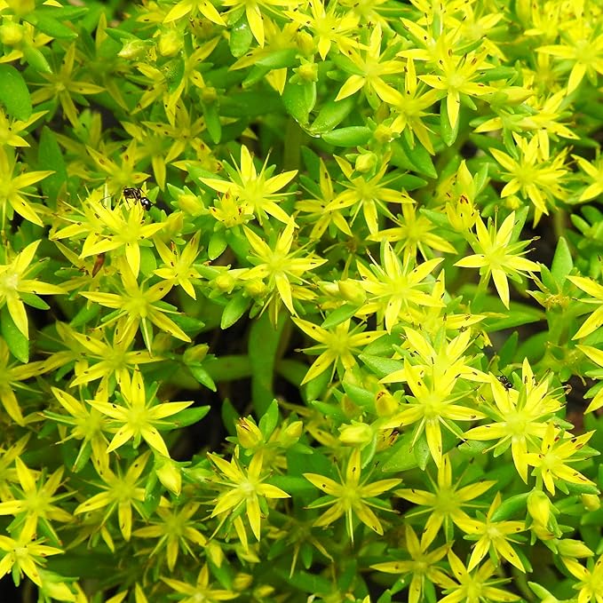 Graines de plantes succulentes Sedum Sarmentosum à planter - Croissance rapide, facile à entretenir, résistantes à la sécheresse, faible entretien (20 pièces)