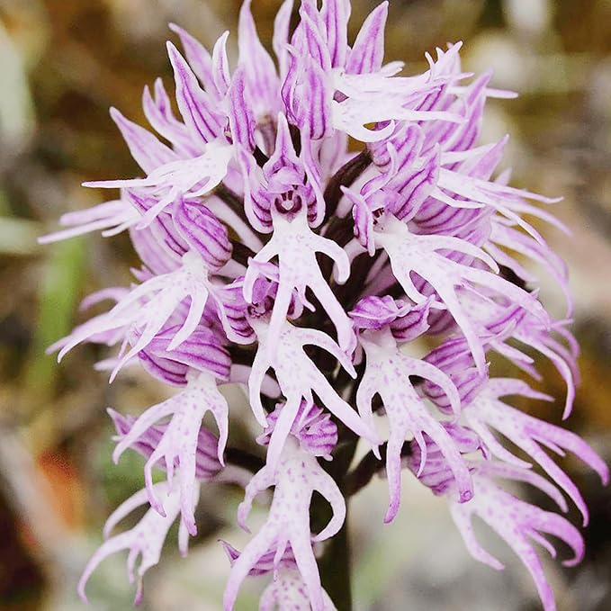 Graines de fleurs d'orchidée singe pyramidale violette pour la plantation de jardinage - 100 pièces