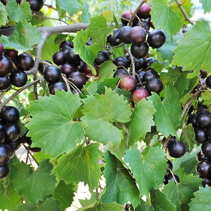 Muscadine Grape Seeds - Climbing Vine Perennial, Fast Growing, Sweet & Tasty, Rich in Vitamins for Arbors, Pergolas, Trellises | 20Pcs Fruit Seeds