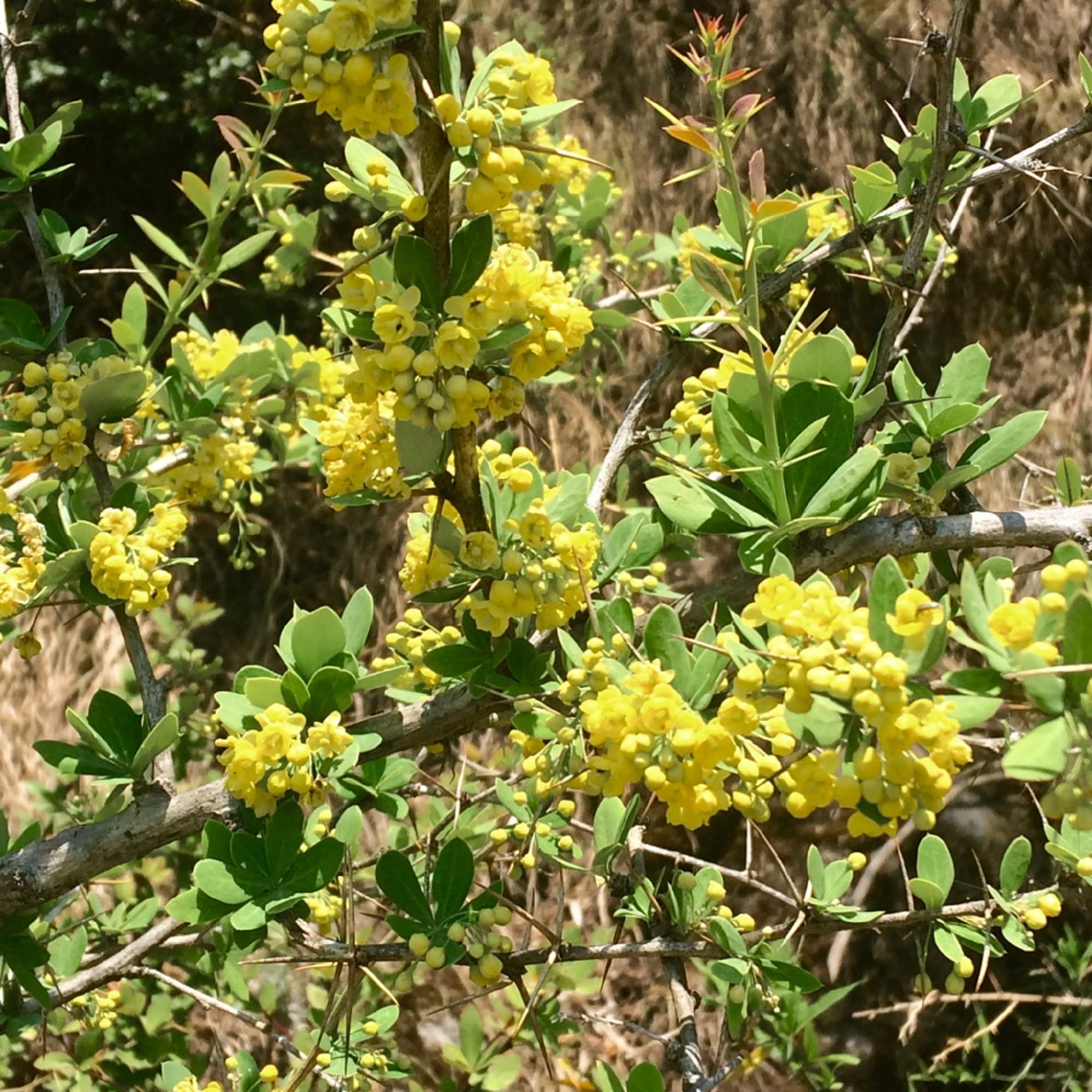 Berberis Aristata Seeds (Indian Barberry) for Gardens, Beds & Borders – Attract Pollinators, 50Pcs