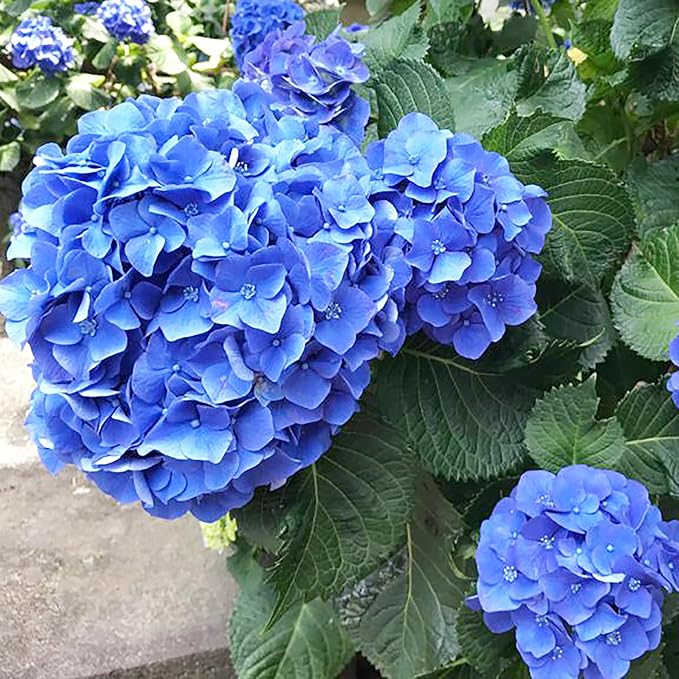 Graines d'Hortensia Bleu - Hydrangea Macrophylla à Grandes Feuilles, Arbuste à Feuilles Caduques Rare et Rustique, Plante de Fleur de Jardin Non OGM